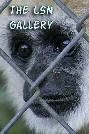 Monkey gallery