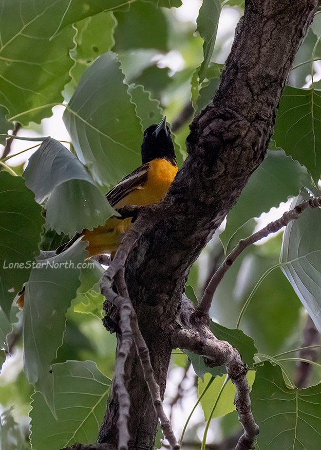 baltimore-oriole