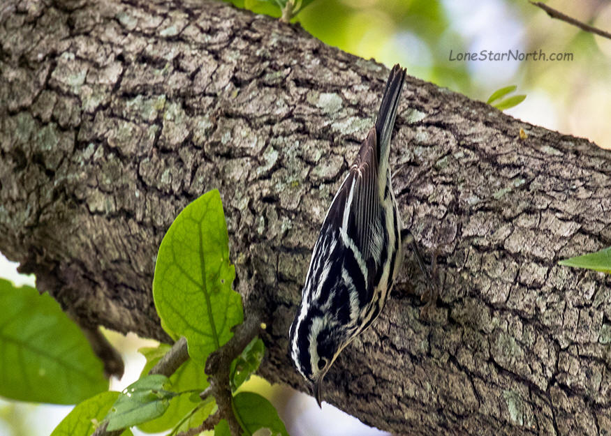 black-and-white-warble