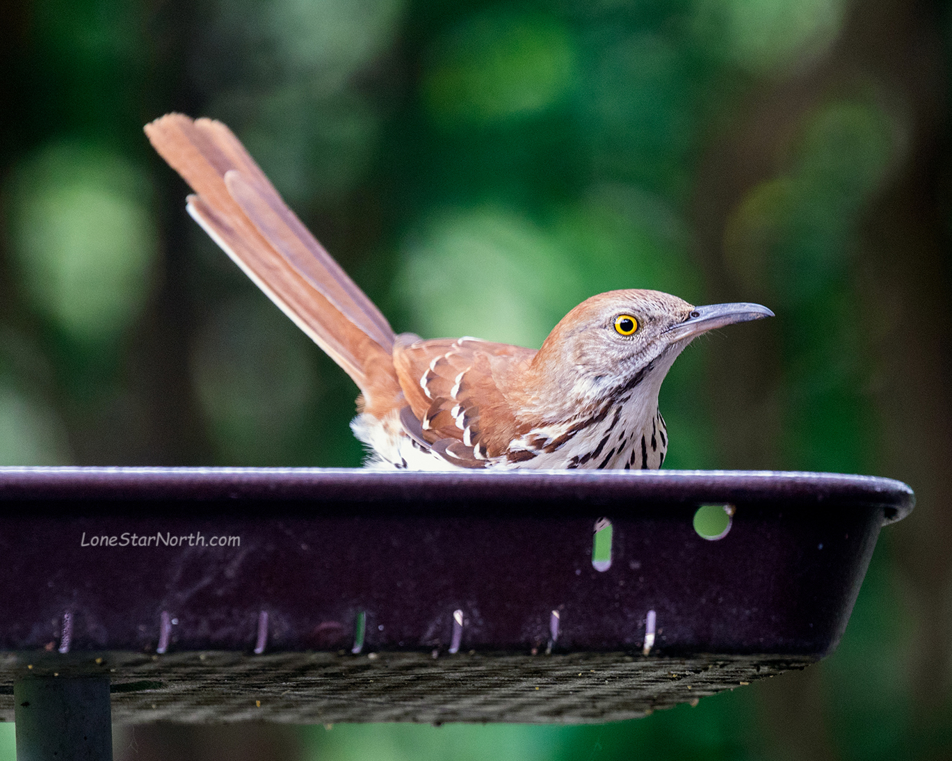 brown-thrasher