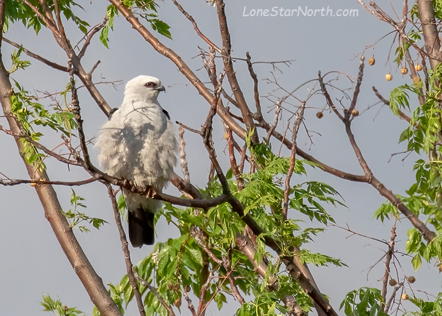 Mississippi Kite