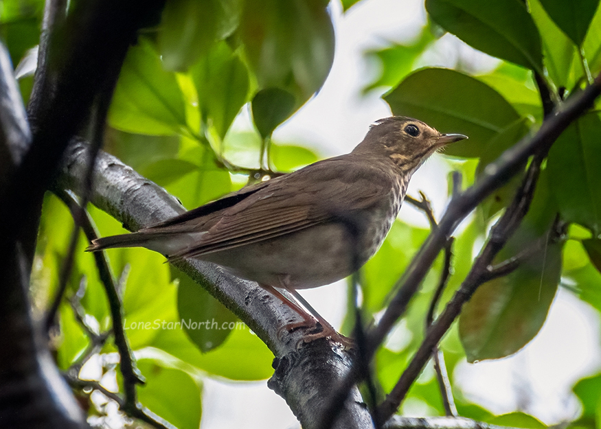 swainson's thrush