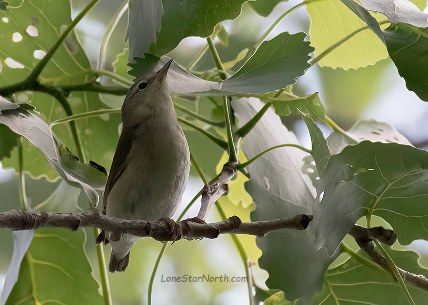 tennessee warbler