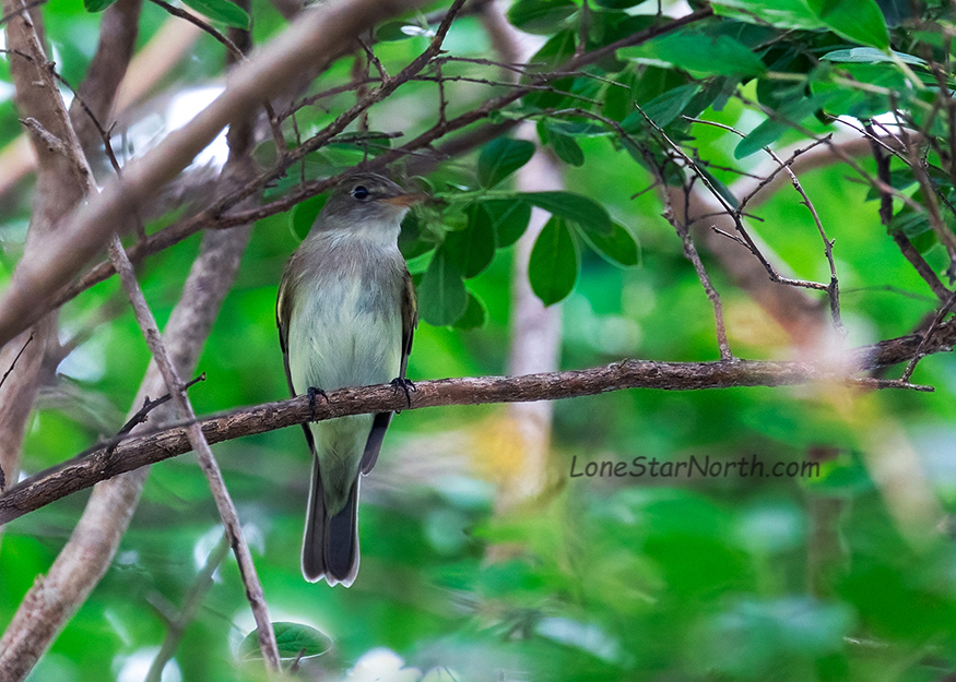 willow flycatcher