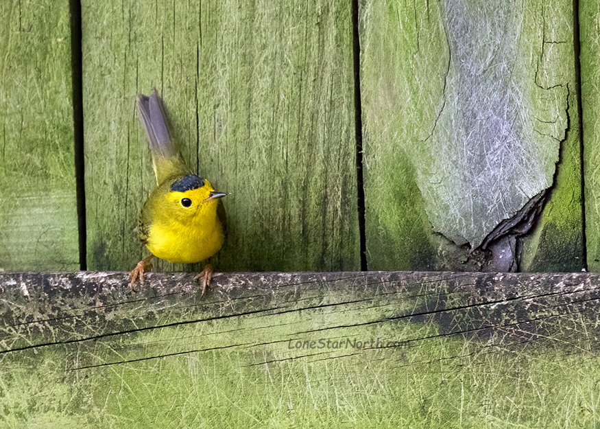 wilson warbler