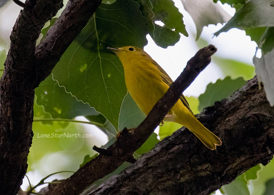 yelloow warbler