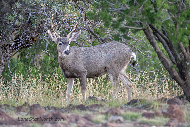 mule deer