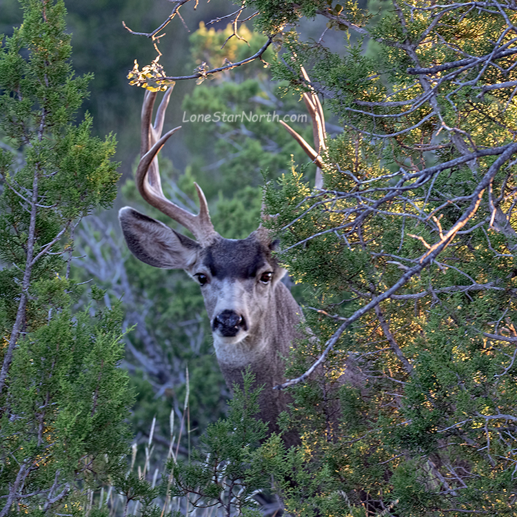 mule deer