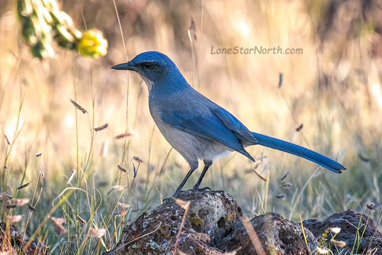 scrub jay