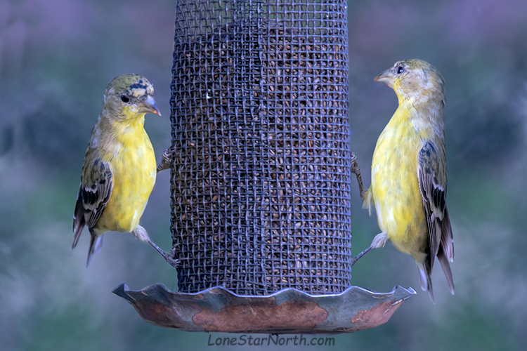 goldfinch