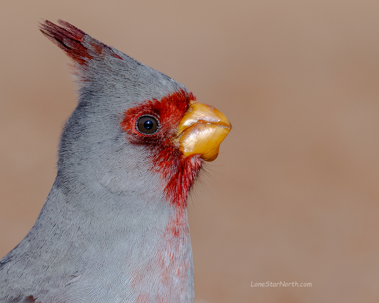 pyrrhuloxia