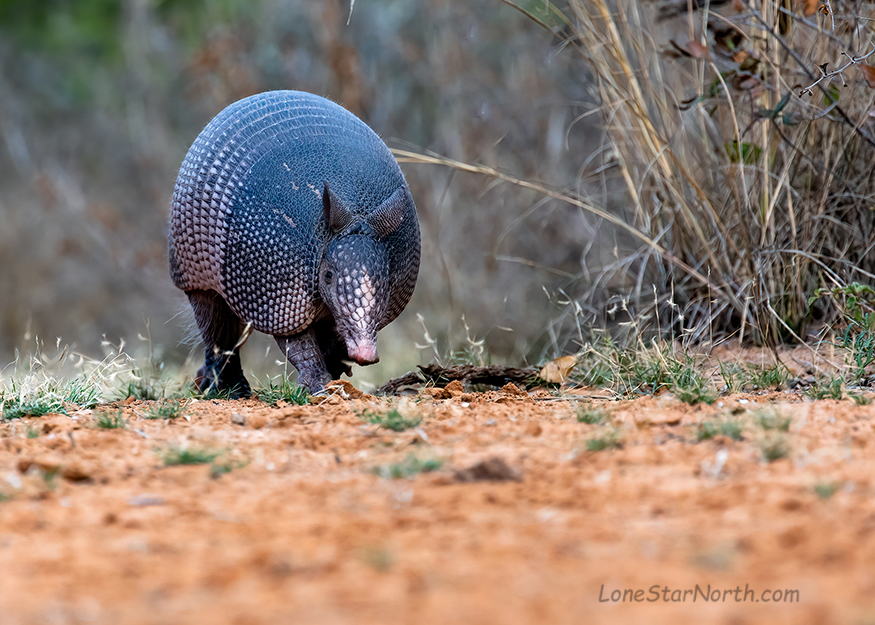 armadillo