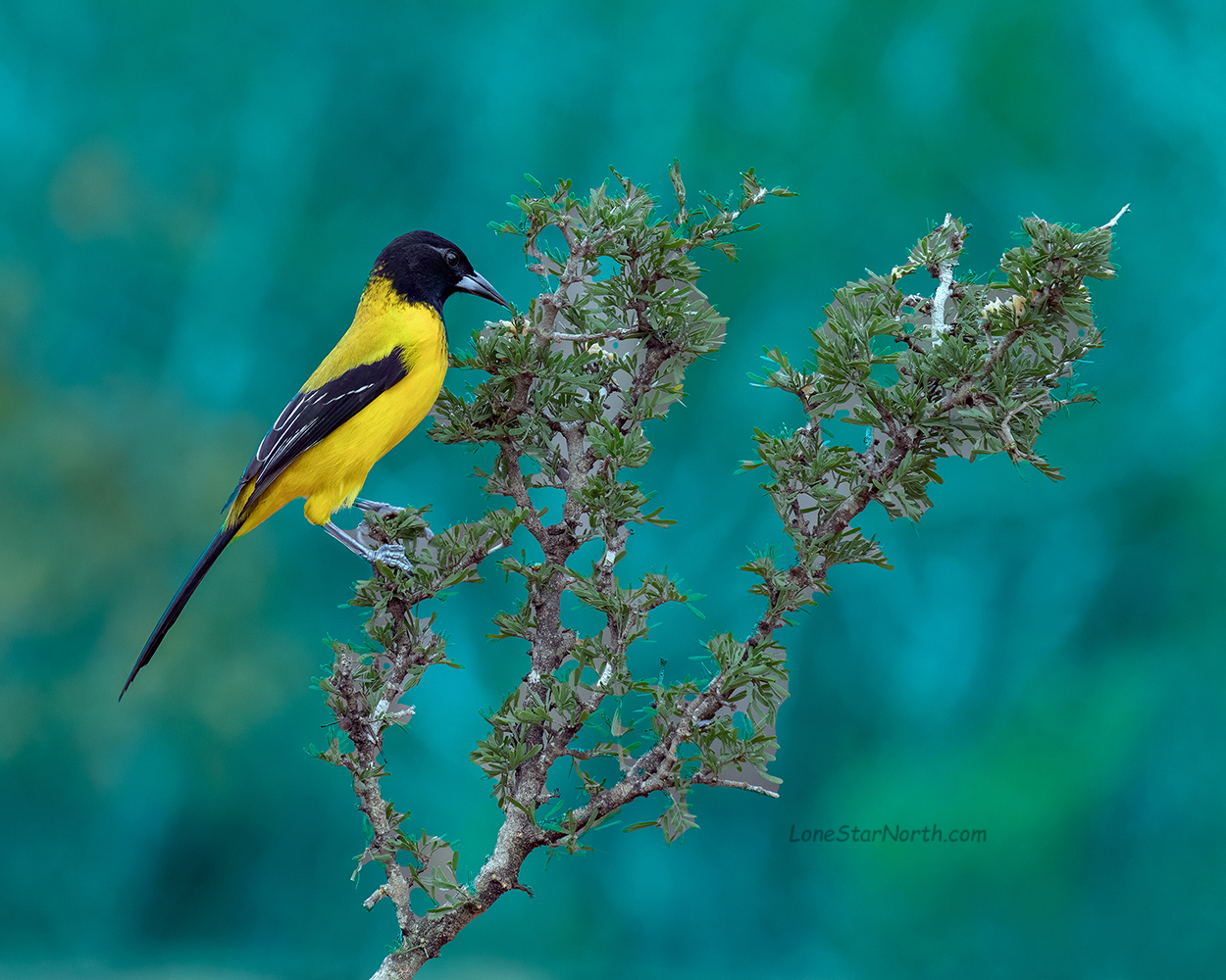 audubon's oriole