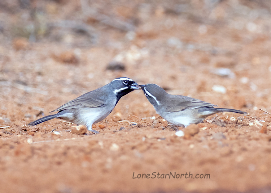 black-throated-sparrows