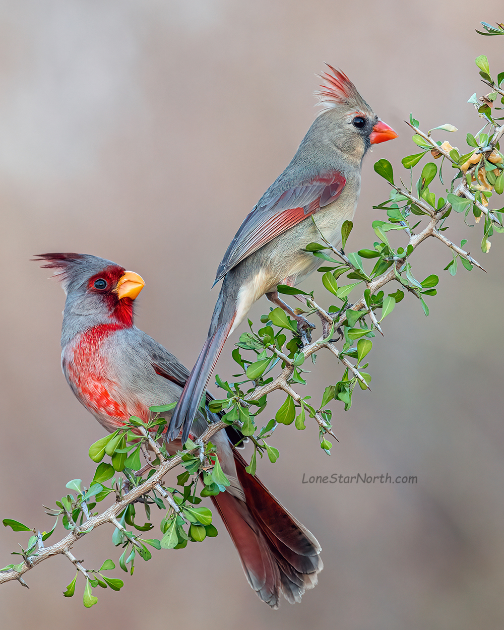 Cardinal and pyrrhuloxia