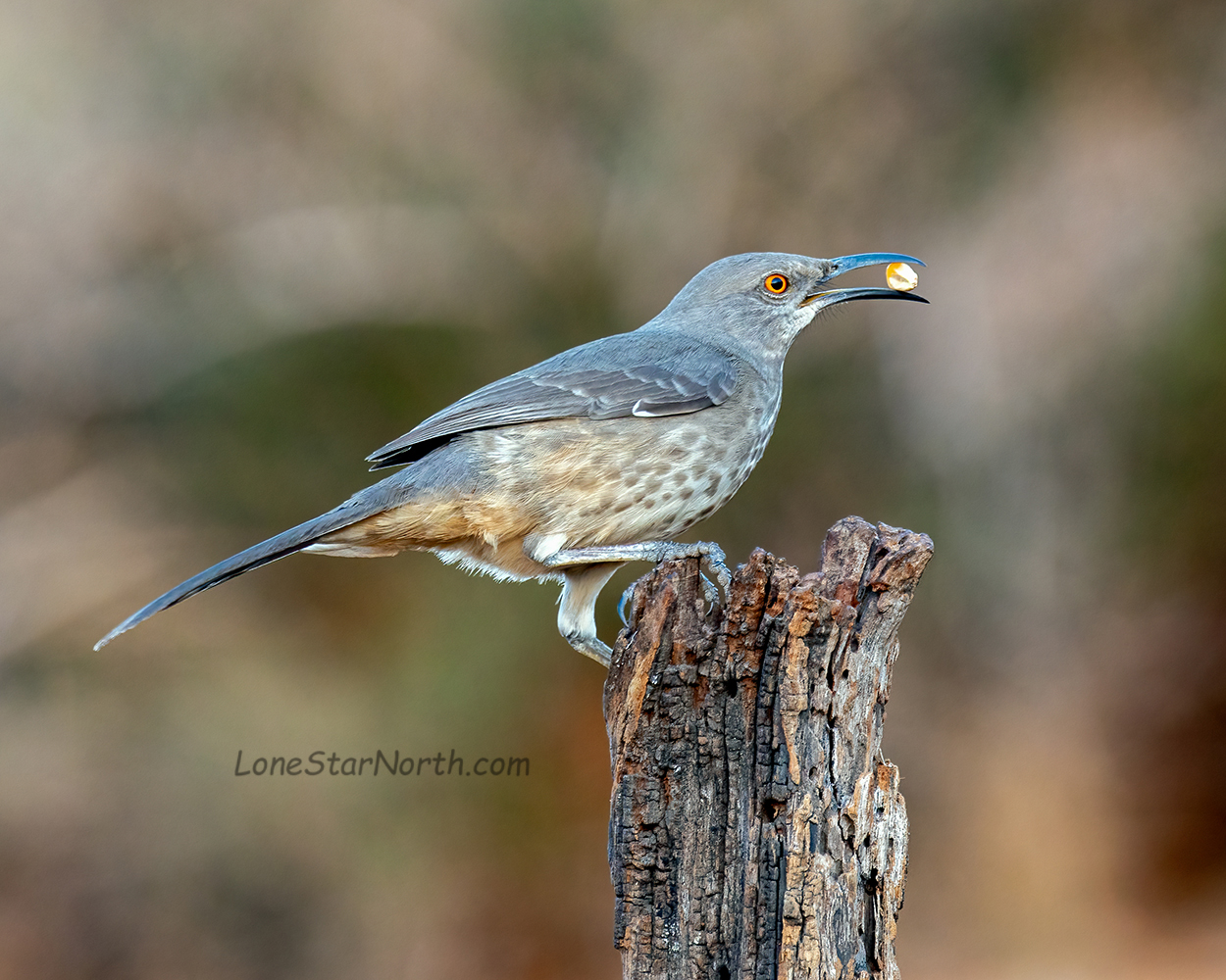 curve-billed