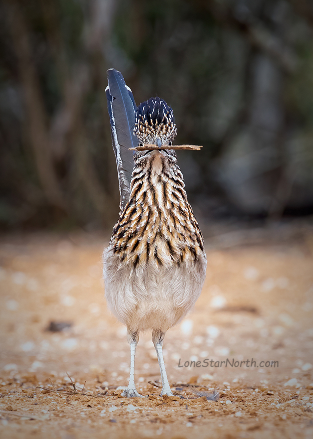 greater roadrunner