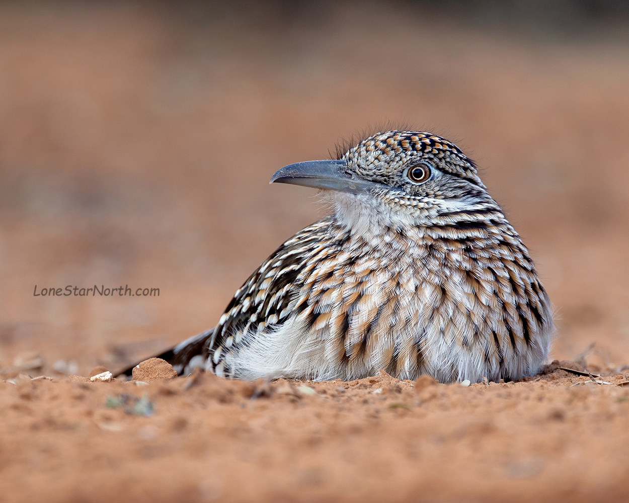 roadrunner