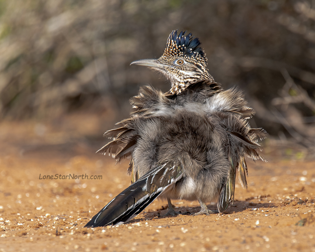 greater roadrunner