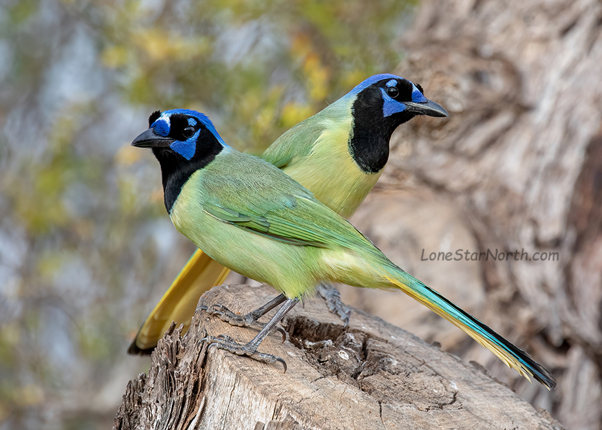 green jays