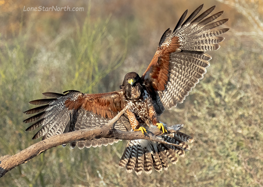 harris hawk