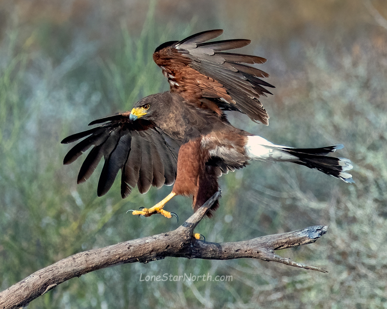 harris hawk