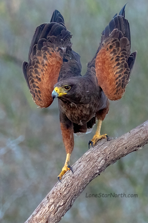 harris hawk