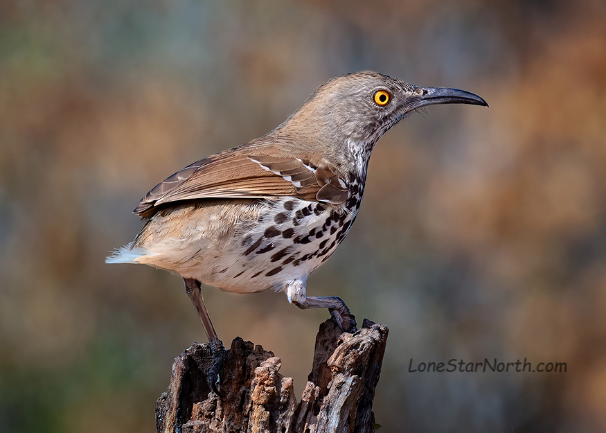 long-billed thrasher