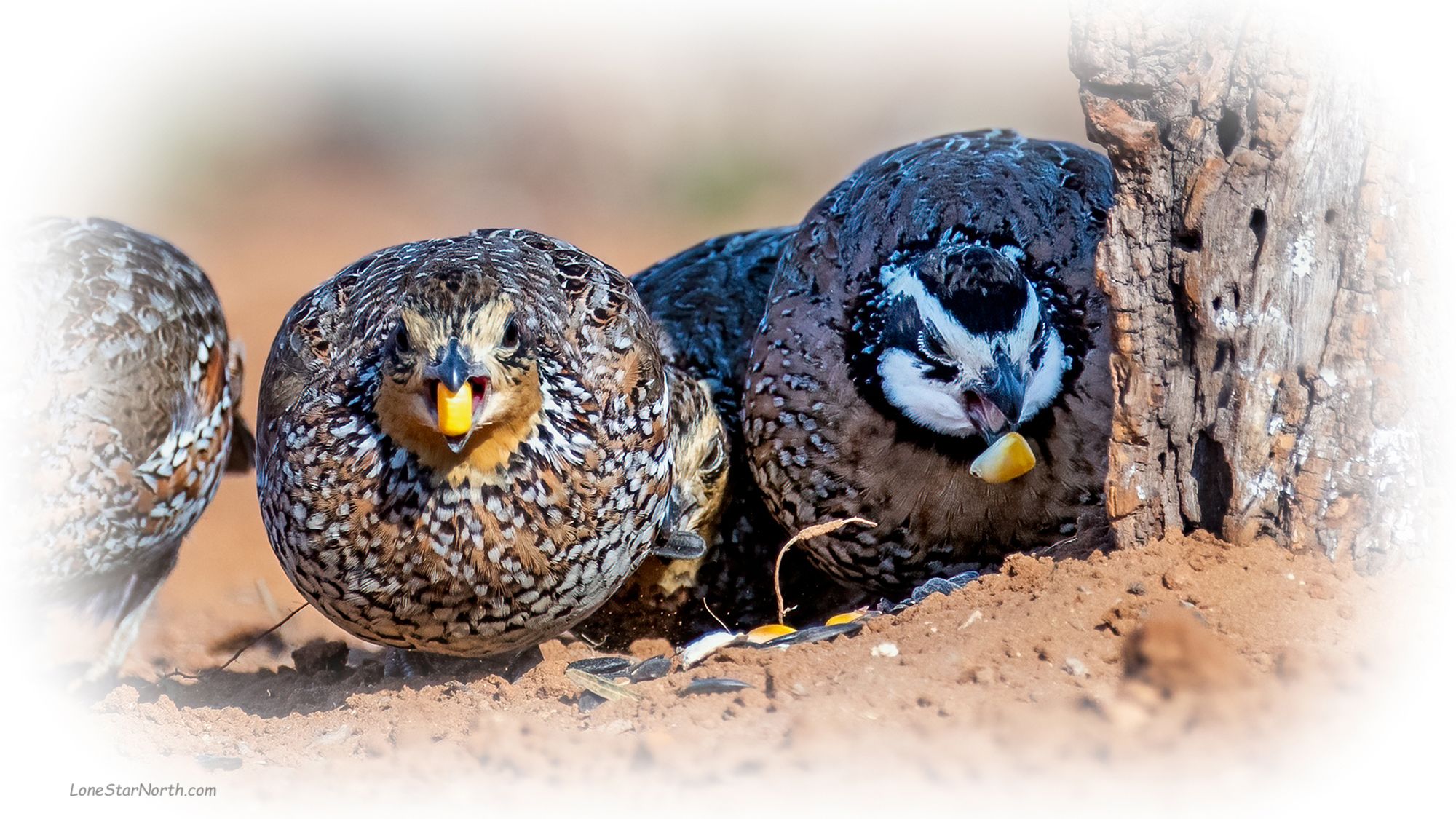 northern bobwhite