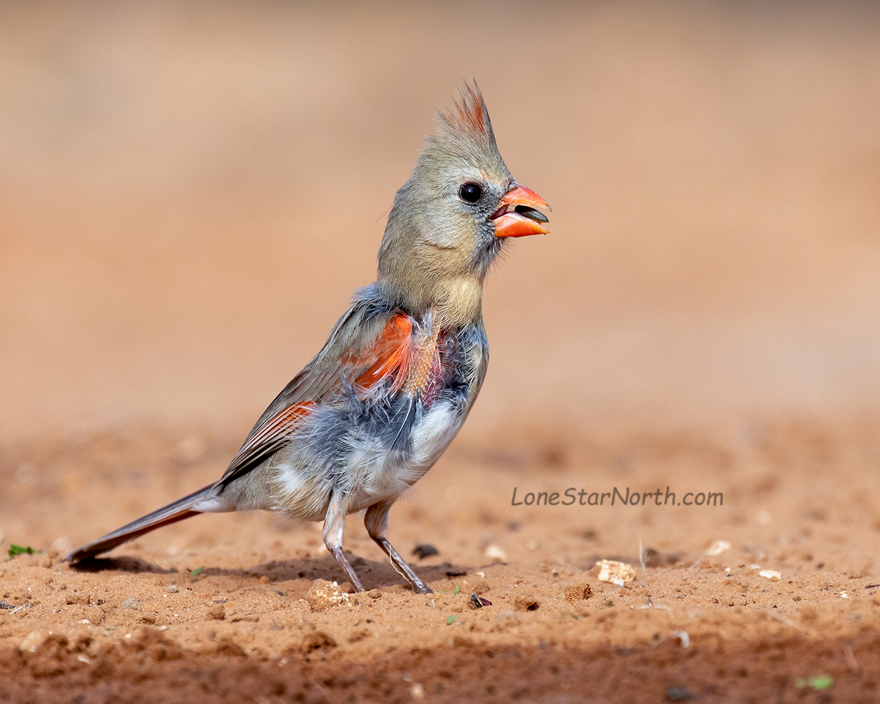 cardinal