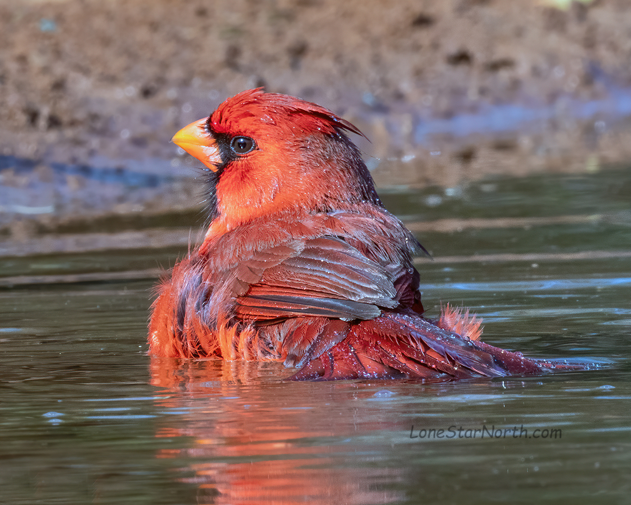 cardinal