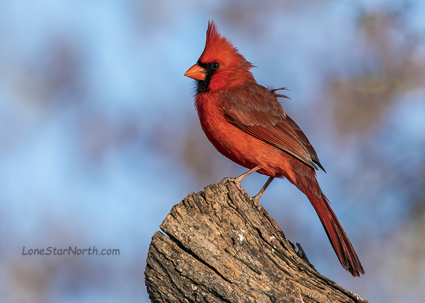 cardinal