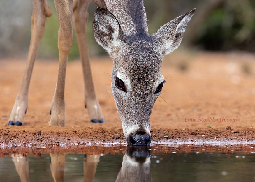 white-tailed deer