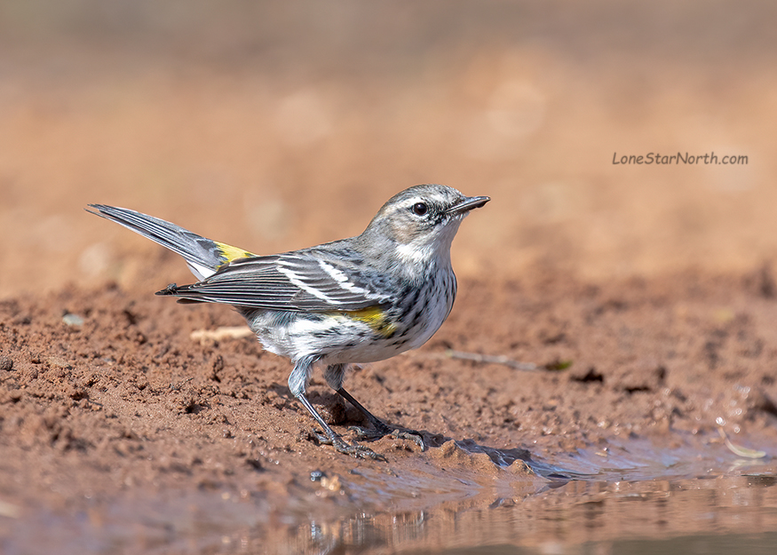 yellow-rumped warbler