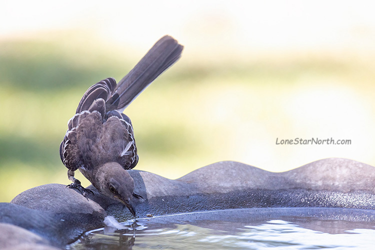 mockingbird_7752-64125wm.jpg