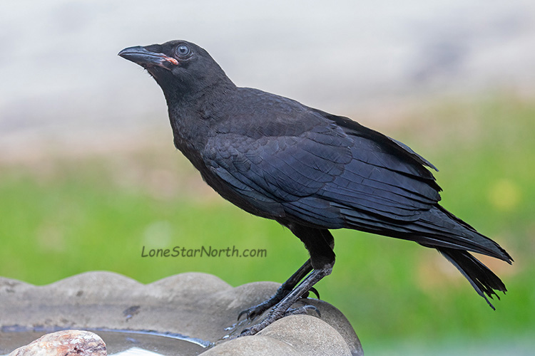 crow